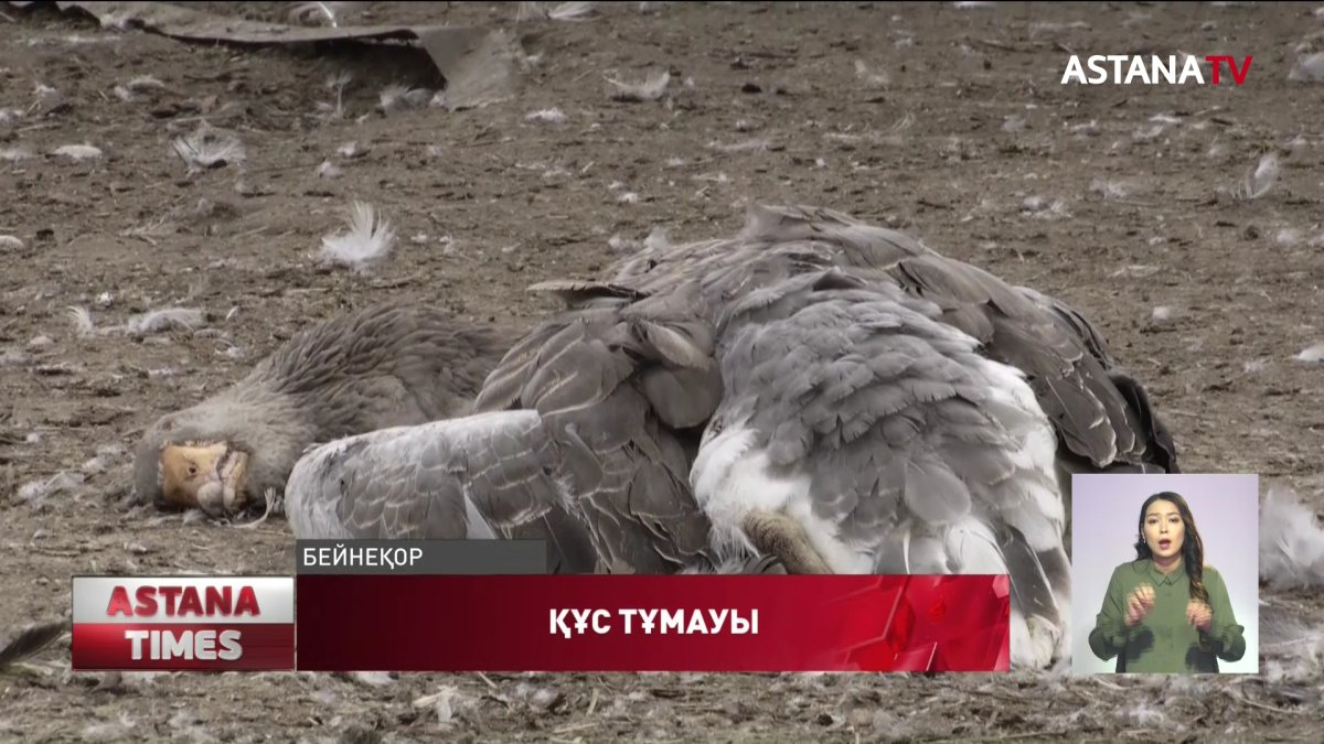 Солтүстікте қырылып қалған құстың 256 мыңы тұншығып өлген, ҚР АШМ