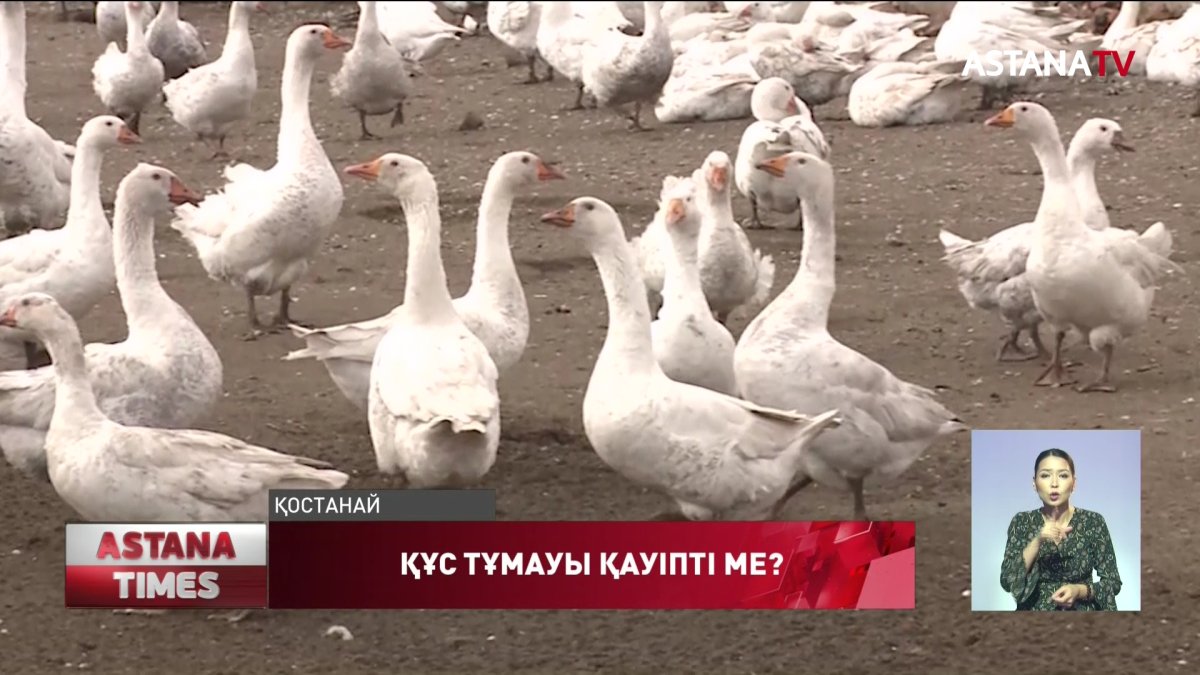 Тұмаудан құс етіне сұраныс азайған