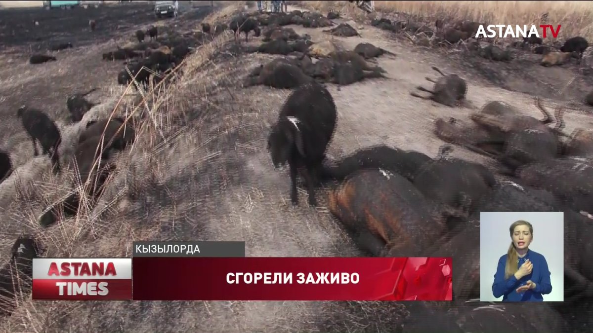 700 овец заживо сгорели в пожаре в Кызылординской области