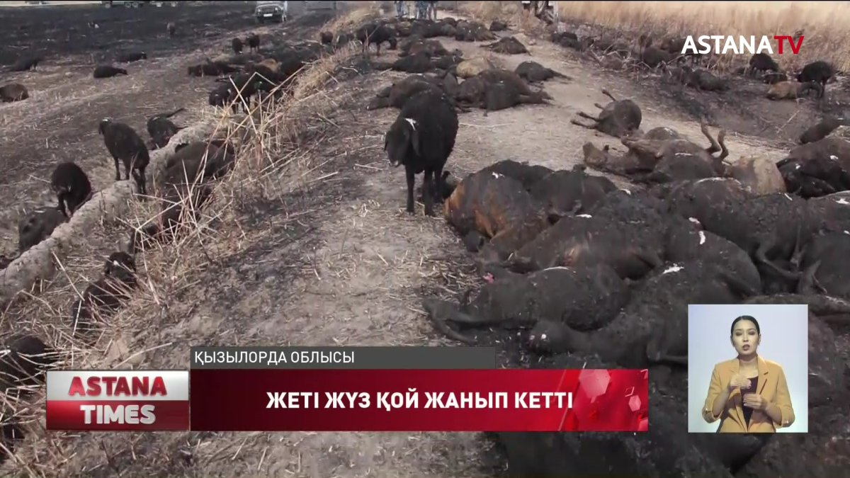 Қызылорда облысында 700 бас асыл тұқымды қой жанып кетті