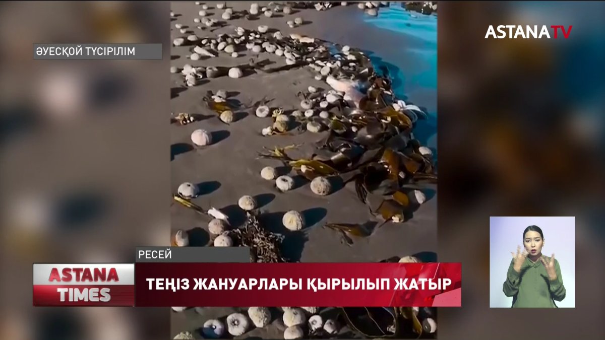 Камчаткада теңіз жануарлары жаппай қырылып жатыр