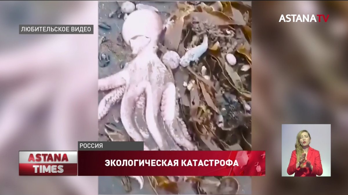 Власти Камчатки назвали три версии экологической катастрофы