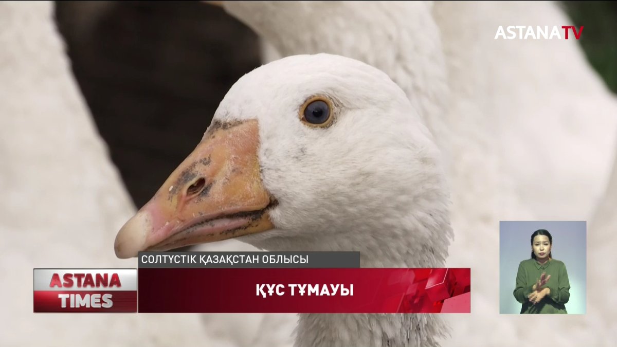 Солтүстік Қазақстан облысы ветеринарлары барлық үй құстарын қырып тастамақшы