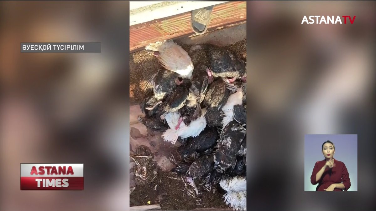Түркістан облысы Қазығұрт ауданында құстар белгісіз себеппен қырылып жатыр
