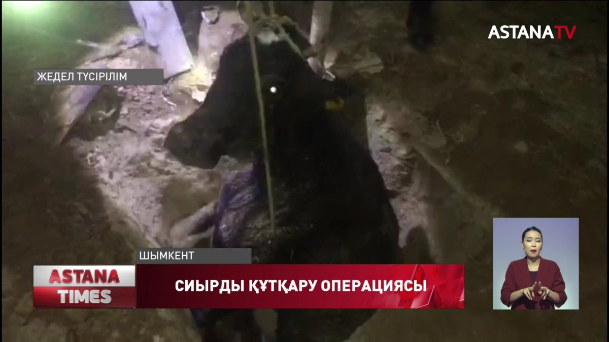 Шымкентте құтқарушылар шұңқырға түсіп кеткен сиырды шығарып алды