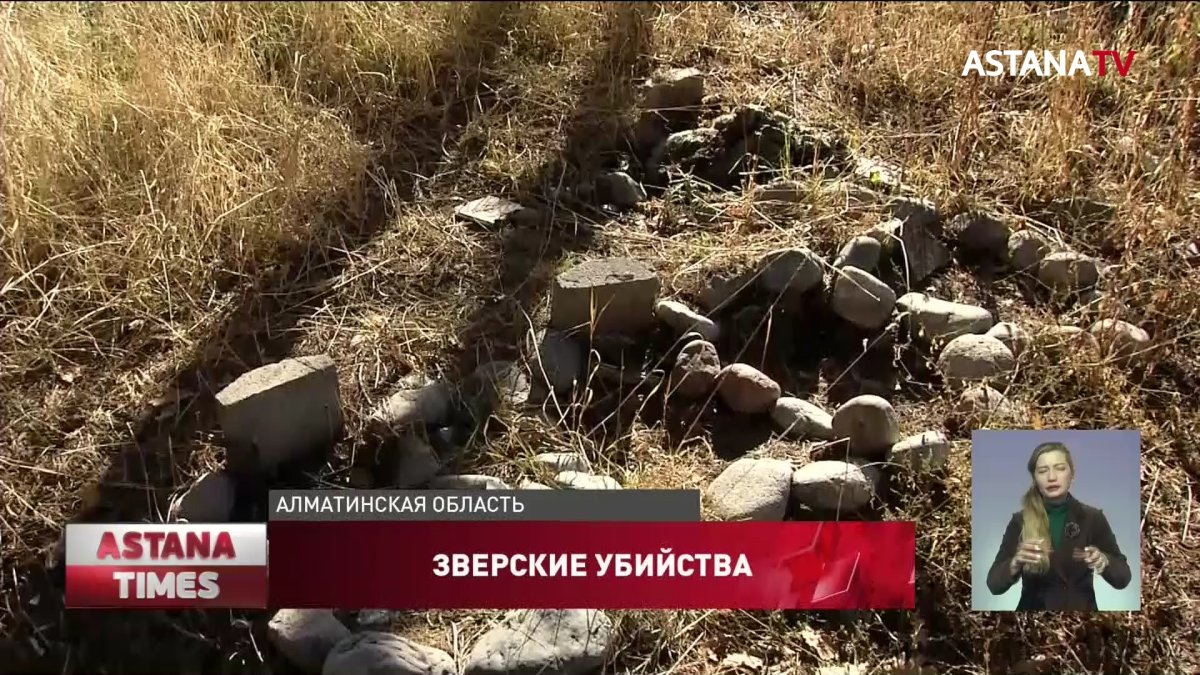 "Сжигают заживо и расчленяют", - душевнобольные зверски убивали животных в Алматинской области