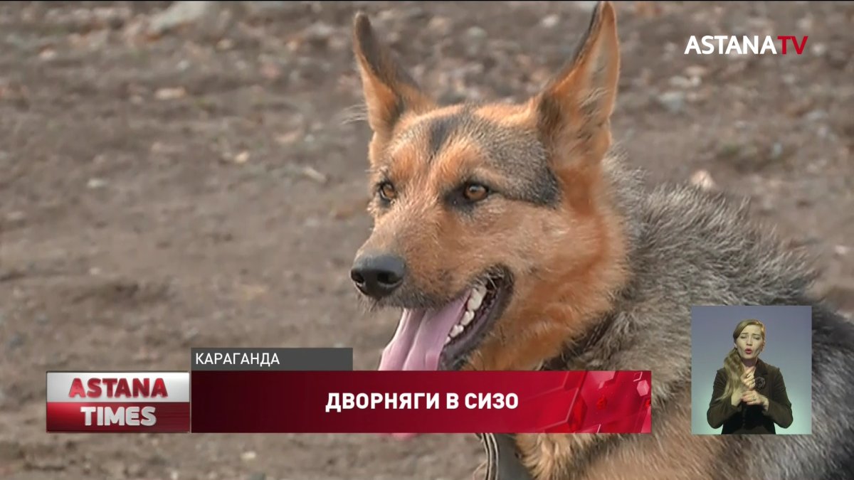 Дворняг берут на службу в карагандинский СИЗО