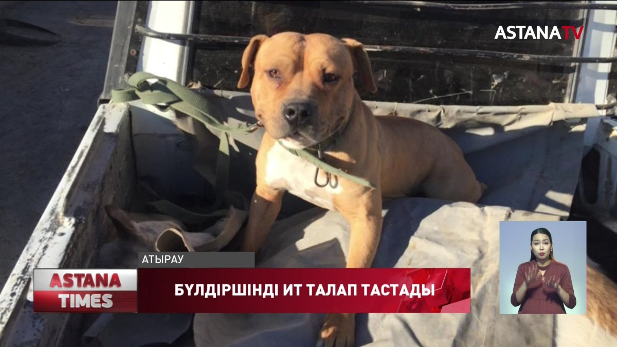 Бүлдіршінді талап тастаған иттің иесі, бар болғаны 30 мың теңге айыппұлмен құтылмақ