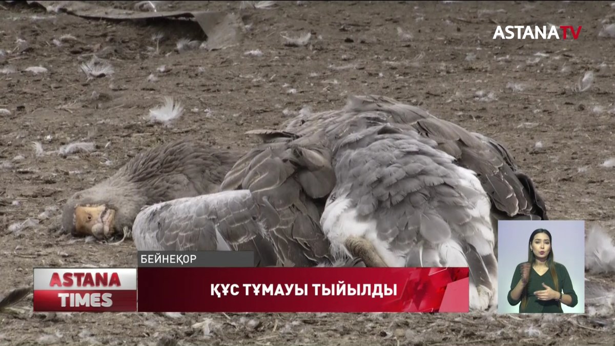 Қызылжарда құстардың қырылуы тоқтады