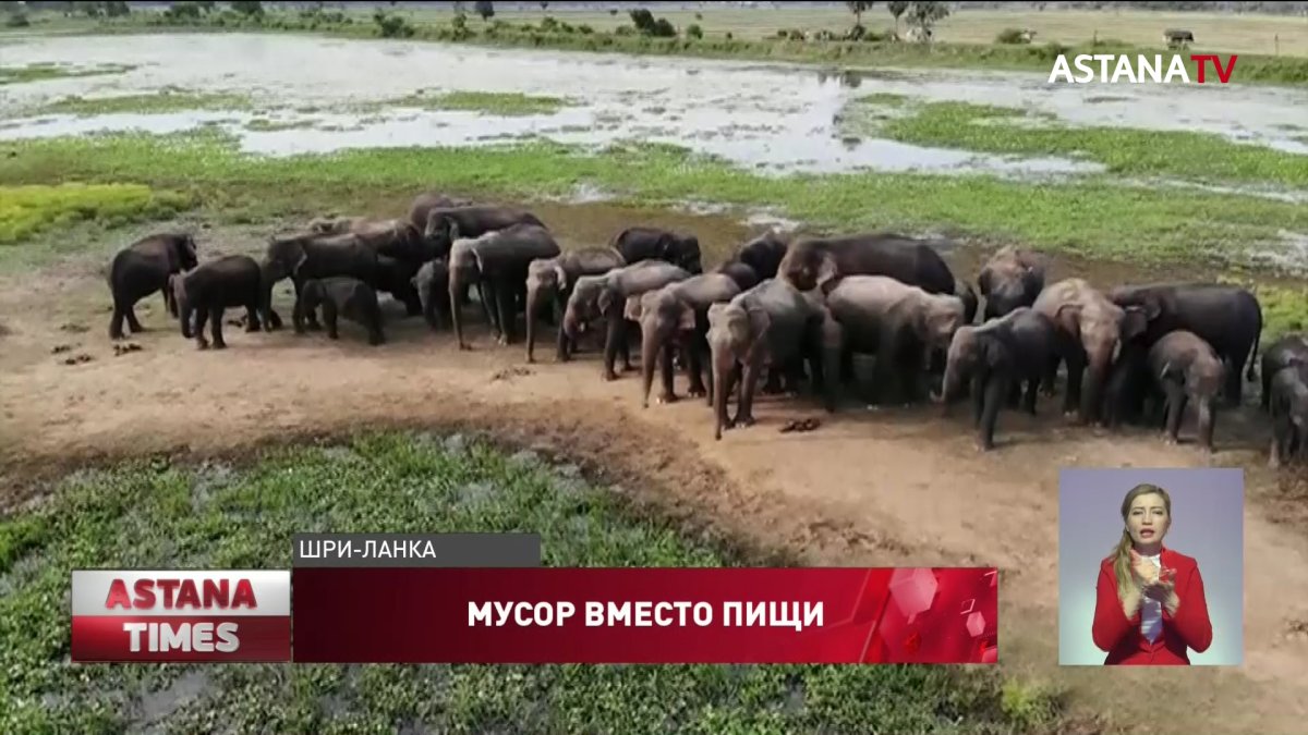 Смерть от пластика: слонам грозит массовая гибель на Шри-Ланке