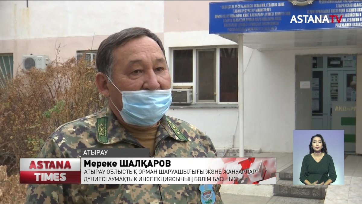 Атырауда дала құсы қырылып жатыр