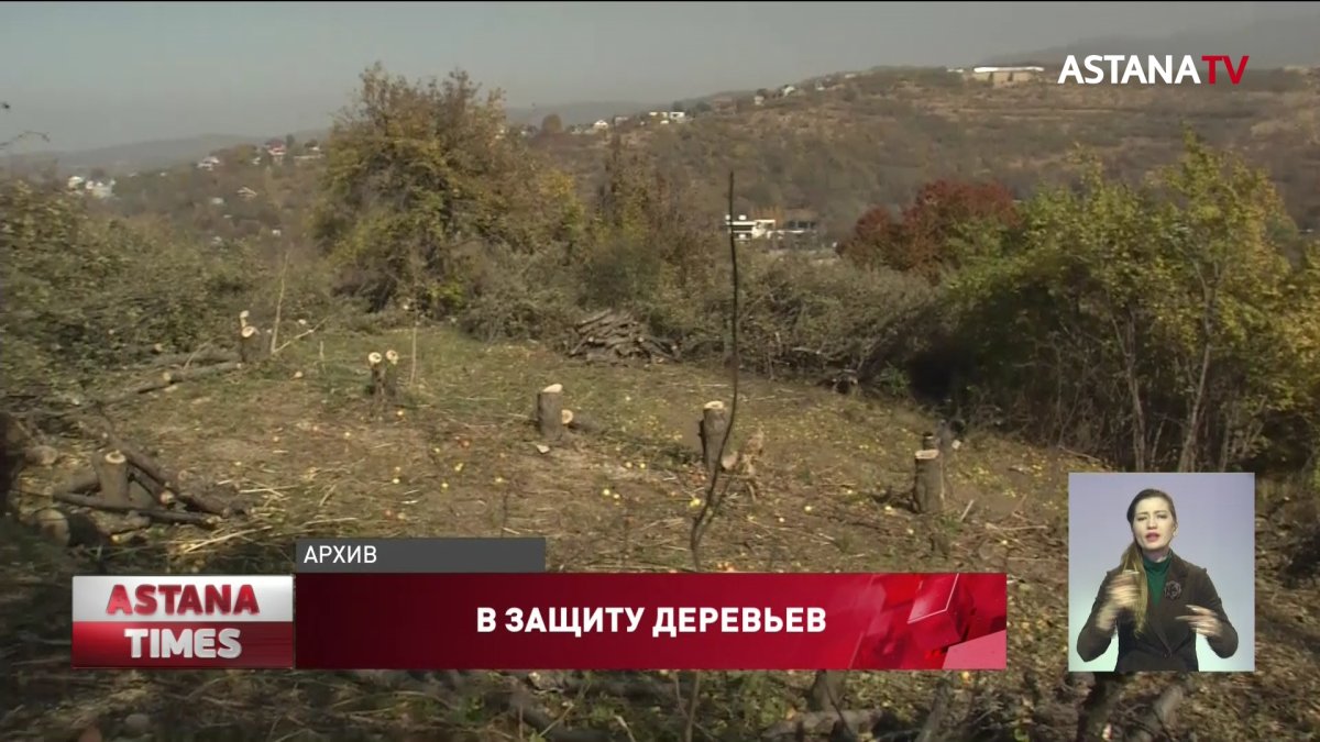 На 300 тыс. тенге будут штрафовать в Казахстане за срубленное дерево