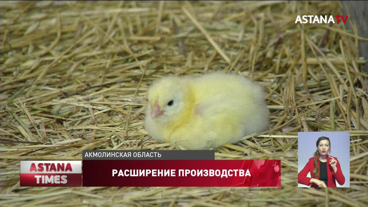Больше отечественного мяса птицы будет на столах казахстанцев