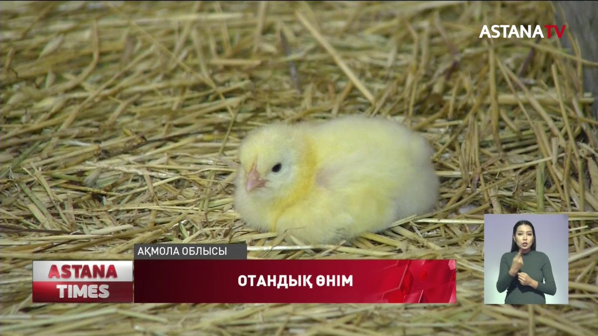 Ішкі нарықта отандық құс етінің үлесі артады