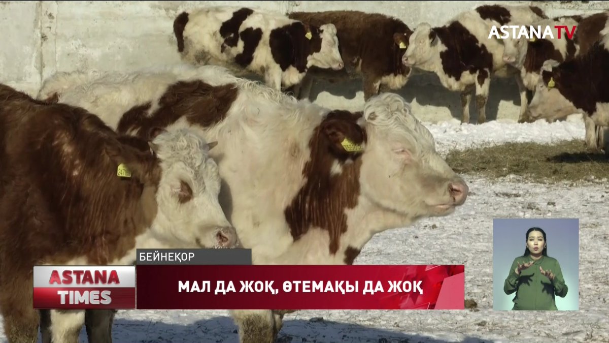Теріскейде малы бруцеллез дертіне шалдыққан шаруалар өтемақы ала алмай келеді