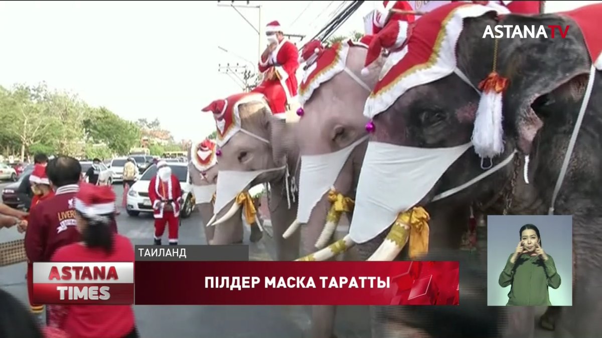 Тайланда пілдер медициналық бетперде таратты