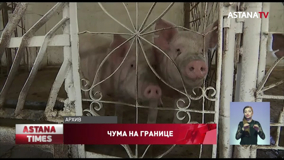 Из-за вспышки африканской чумы свиней усиливают контроль на границе СКО