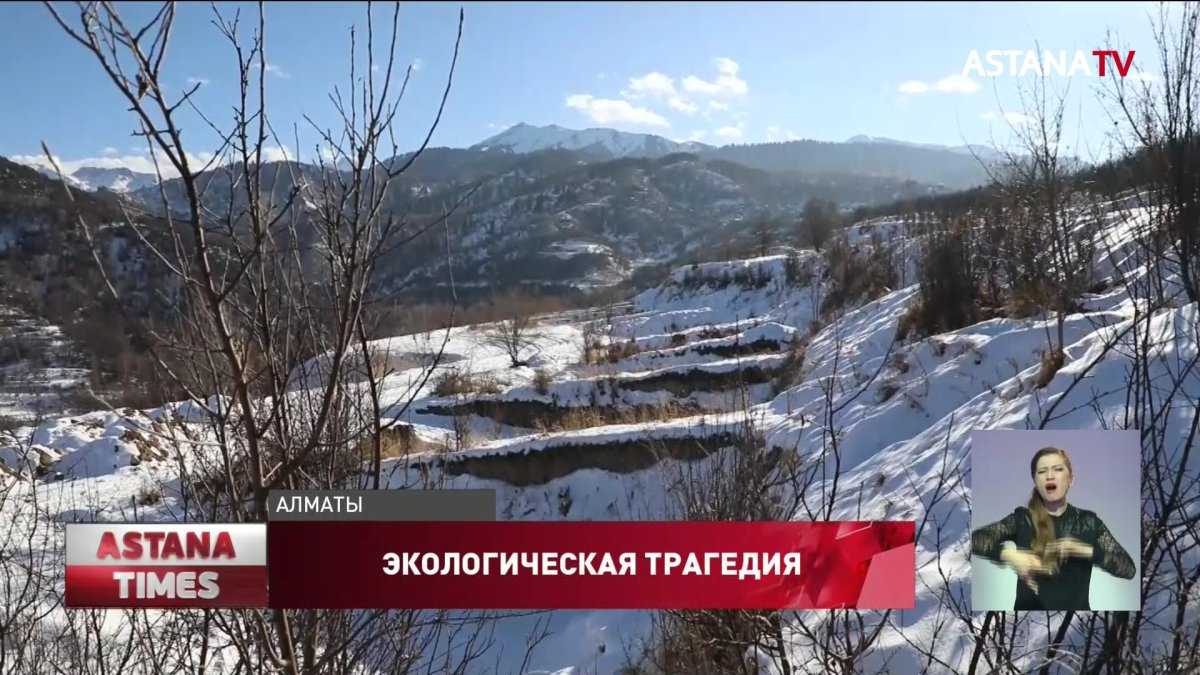 Новая экологическая трагедия в Алматы: о вырубке тысяч яблонь заявили активисты