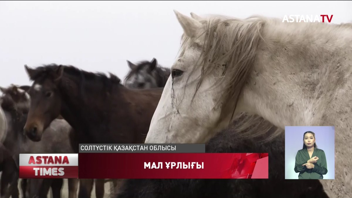 Солтүстік Қазақстанда барымташы 25 жылқы ұрлап, қарызын өтеген
