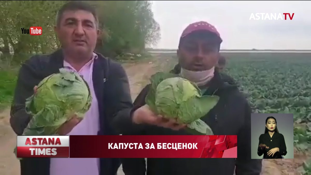 Фермеры от безысходности раздали капусту бесплатно в Тукрестанской области