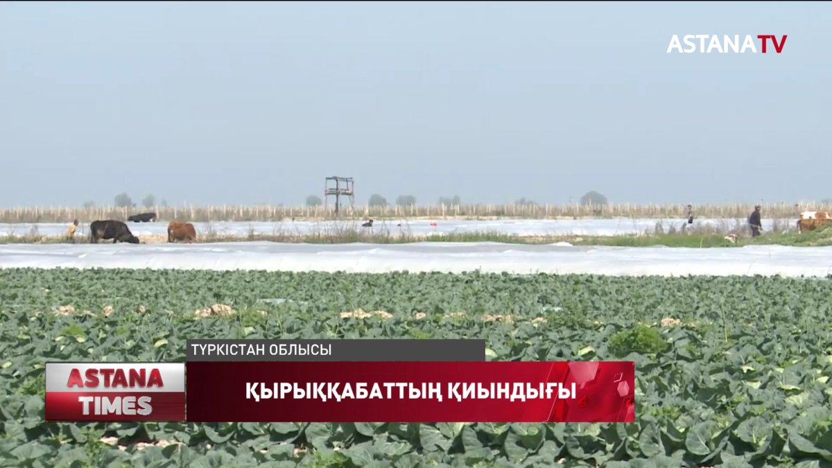 Түркістандық дихандар үкіметтен көмек сұрайды