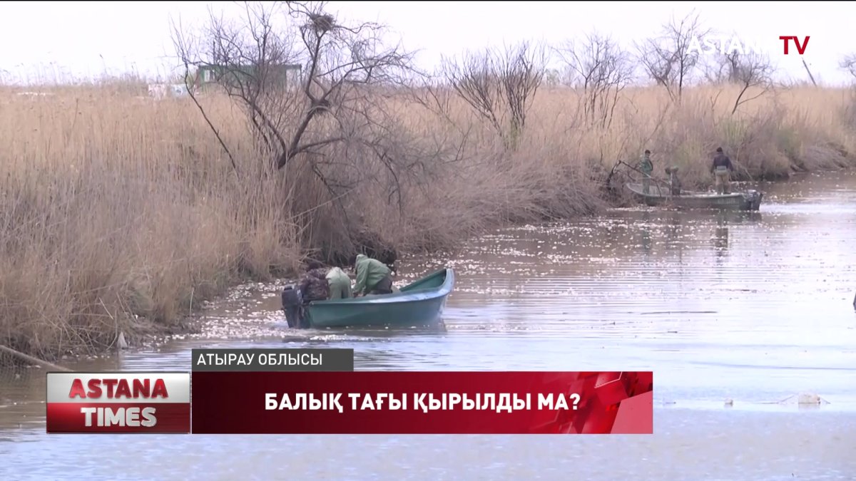 Атырауда тағы балық қырылып жатыр