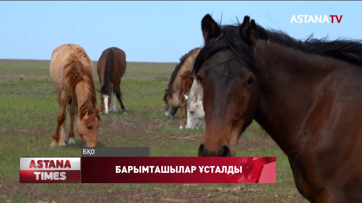 Батыс Қазақстан облысында ауылдықтарды қан қақсатқан барымташылар ұсталды