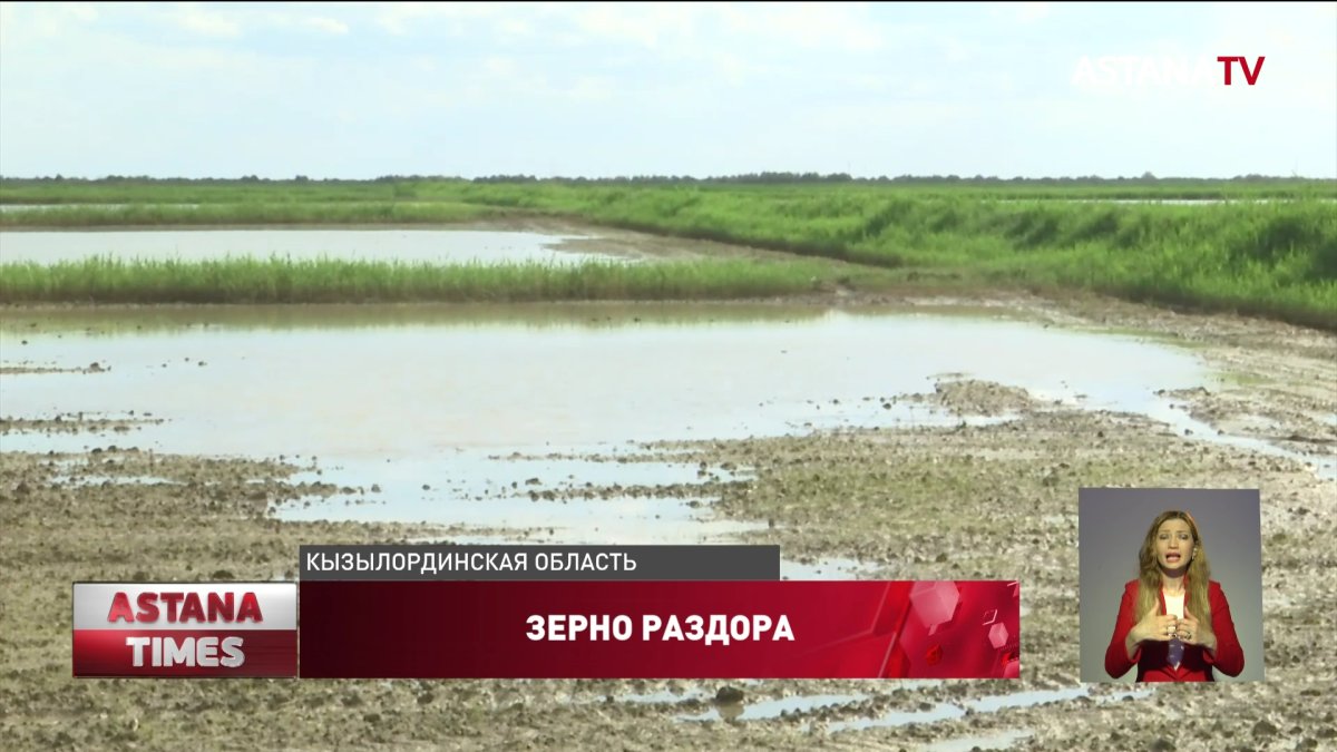Посевы риса гибнут в Кызылординской области