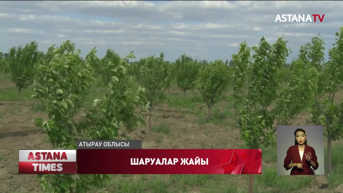Атырауда шаруалар көкөніс пен бау-бақшадағы өнім көлемін жыл сайын арттырып отыр