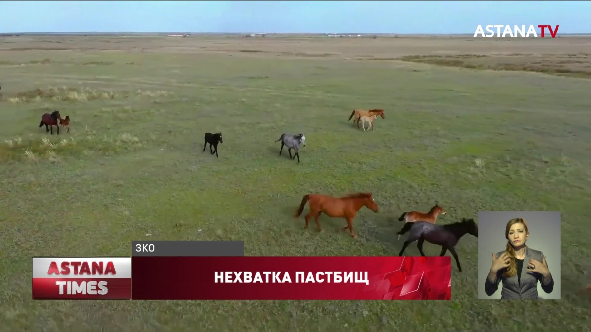 Фермеры вынуждены пасти скот на городских дачах в ЗКО