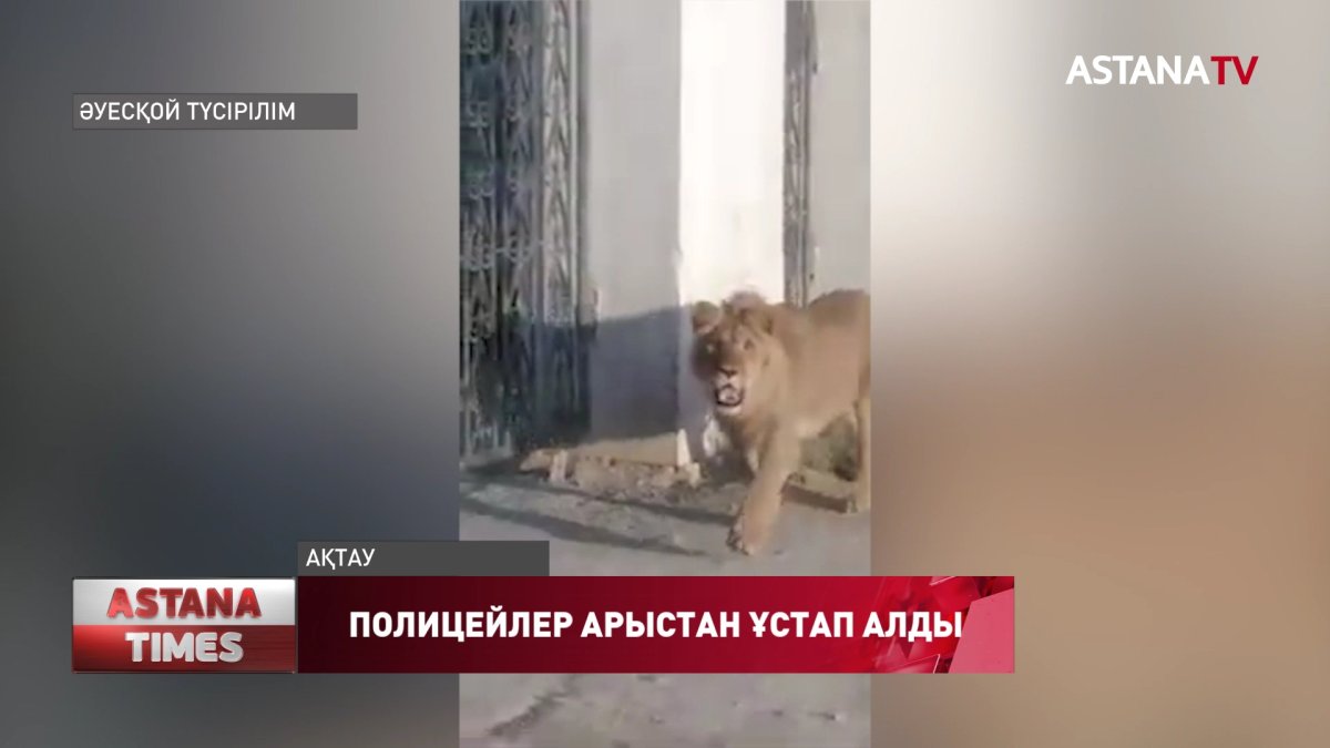 Ақтаулық полицейлер арыстан ұстап алды