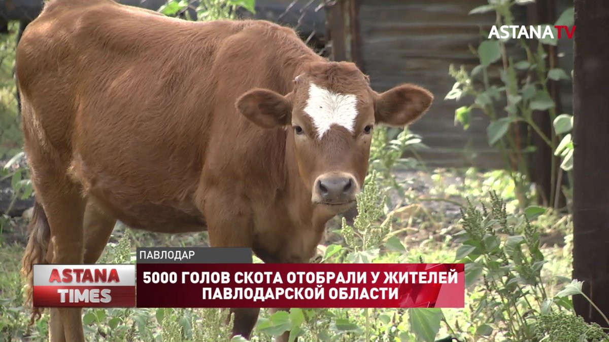 5000 голов скота "отобрали" у жителей Павлодарской области