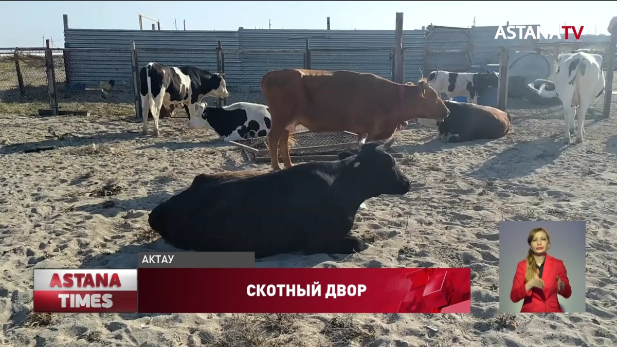 Жители пригорода Актау жалуются на тесное соседство с коровами