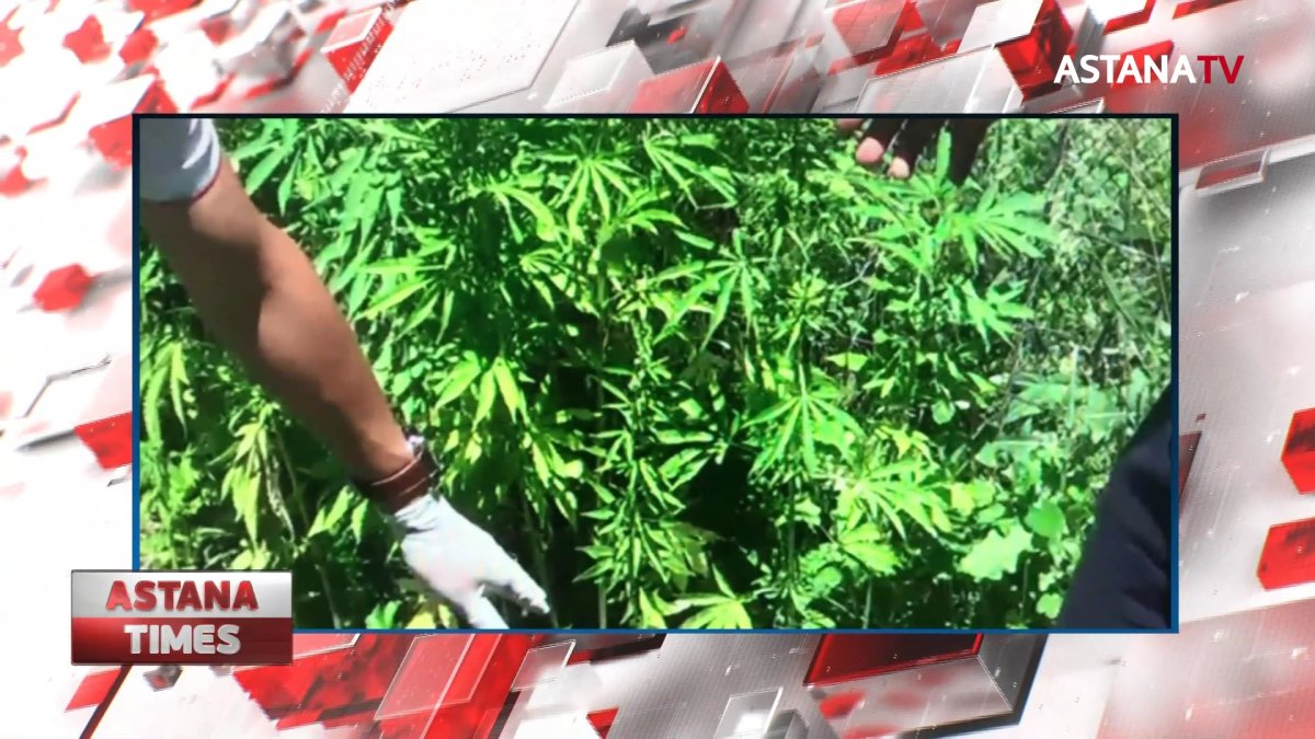 Алматы облысының тұрғыны 51 келі марихуанамен ұсталды