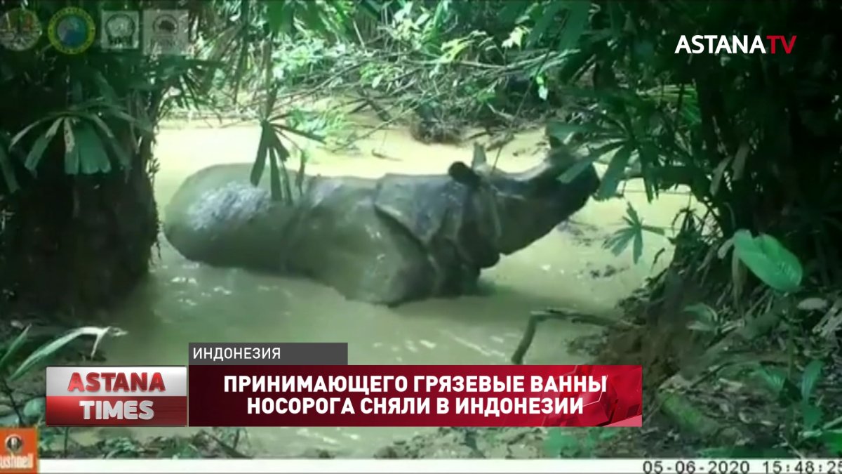 Принимающего грязевые ванны носорога сняли в Индонезии