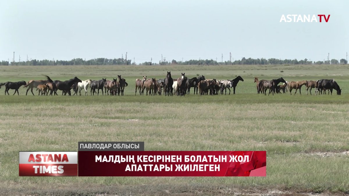 Павлодар облысында малдың кесірінен болатын жол апаттары жиілеген
