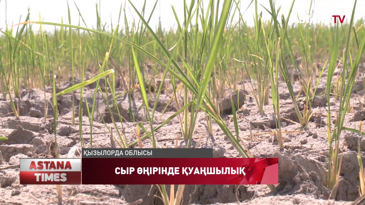 Сыр өңіріндегі мыңдаған гектар күріш алқабы қурап кетуі мүмкін