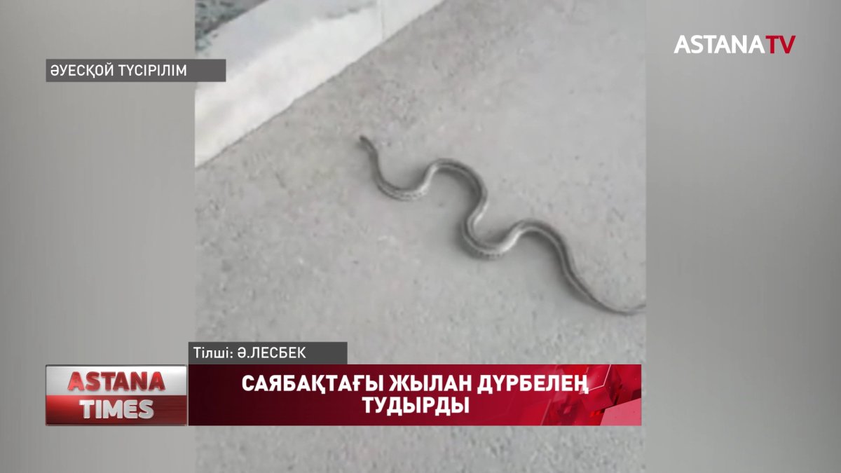 Алматыда пайда болған сұр жыландар тұрғындар арасында дүрбелең тудырды