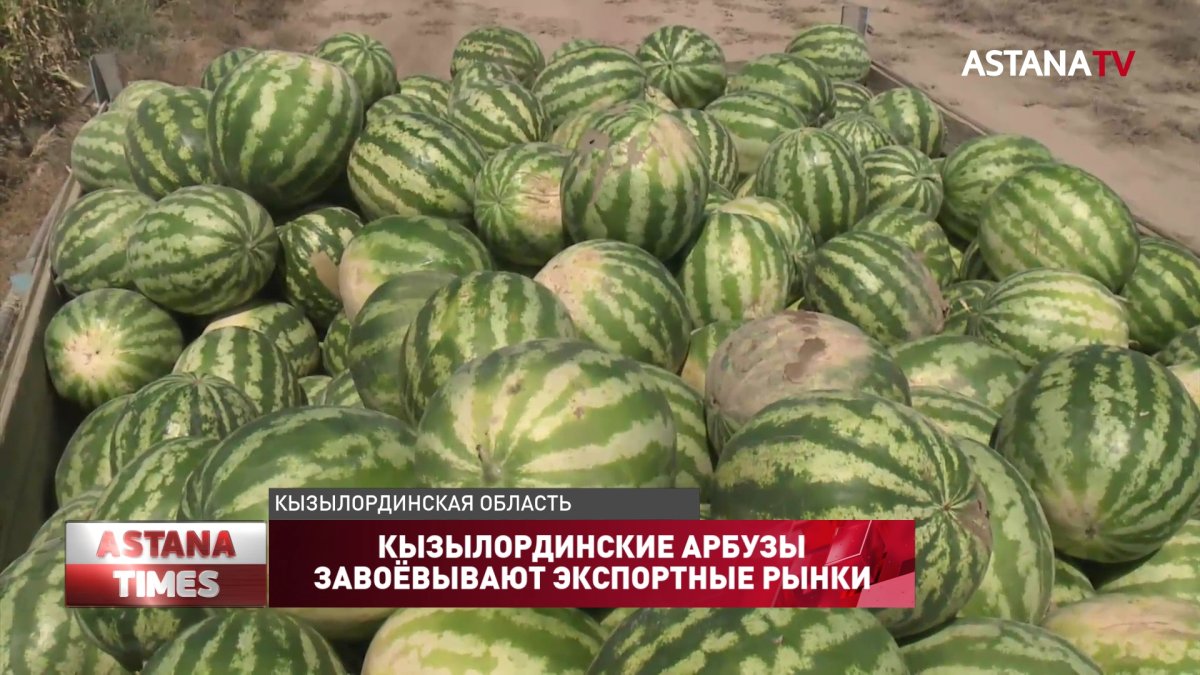 Кызылординские арбузы завоёвывают экспортные рынки