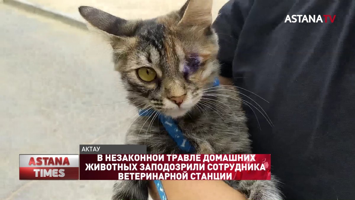 В незаконной травле домашних животных заподозрили сотрудника ветеринарной станции