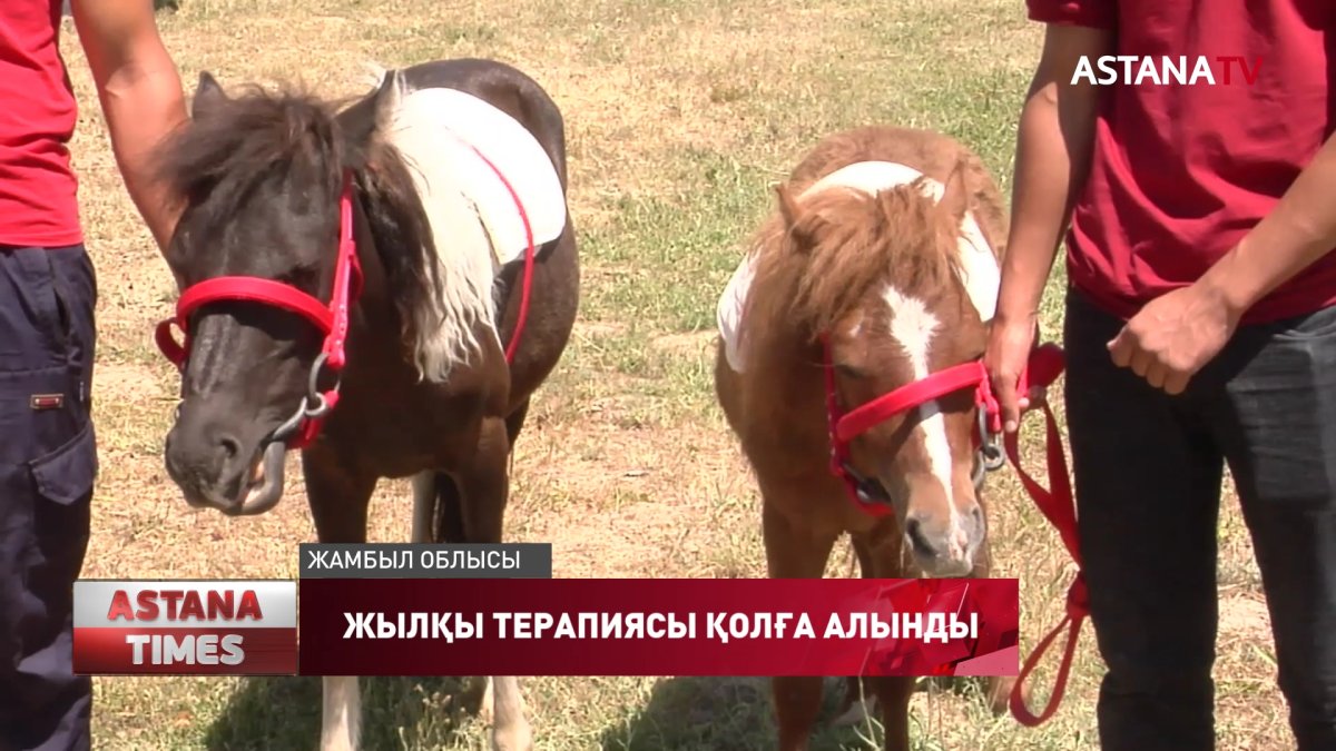 Жамбыл облысында жылқы терапиясы қолға алынды