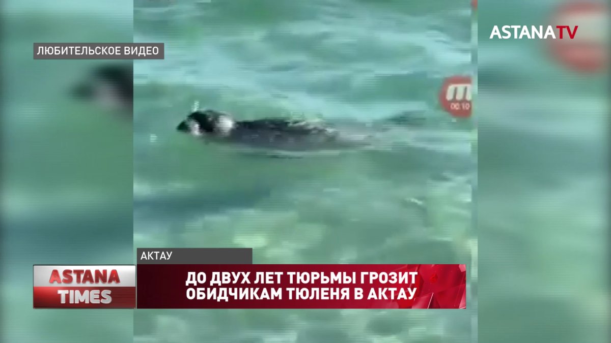 До двух лет тюрьмы грозит обидчикам тюленя в Актау