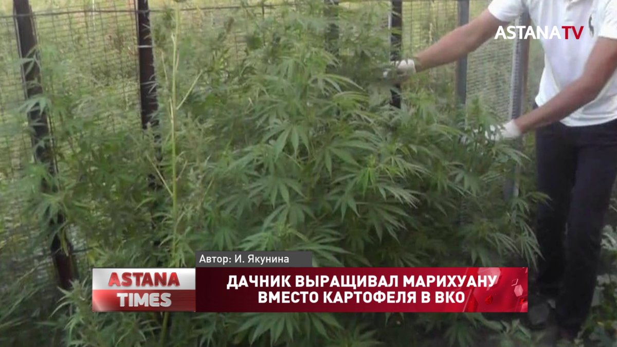 Дачник выращивал марихуану вместо картофеля в ВКО