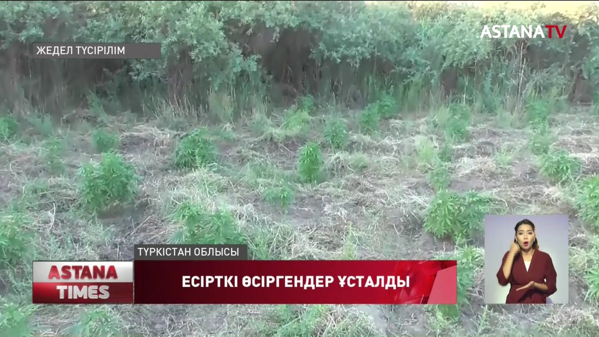 Ресей азаматы Түркістан облысында 5000 түп есірткі шөбін өсірген