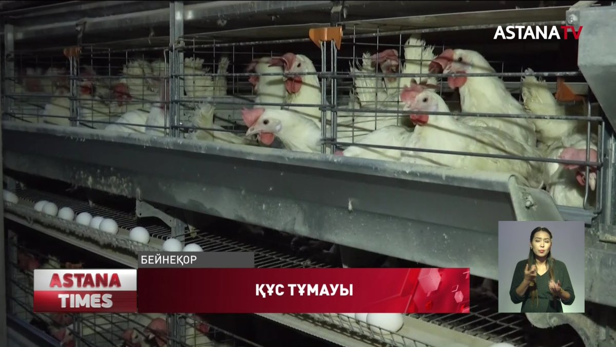 Қызылжарлық құс фабрикалары қатаң карантинге жабылды