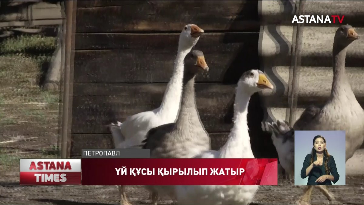 Солтүстік Қазақстанда үй құстары қырылып жатыр