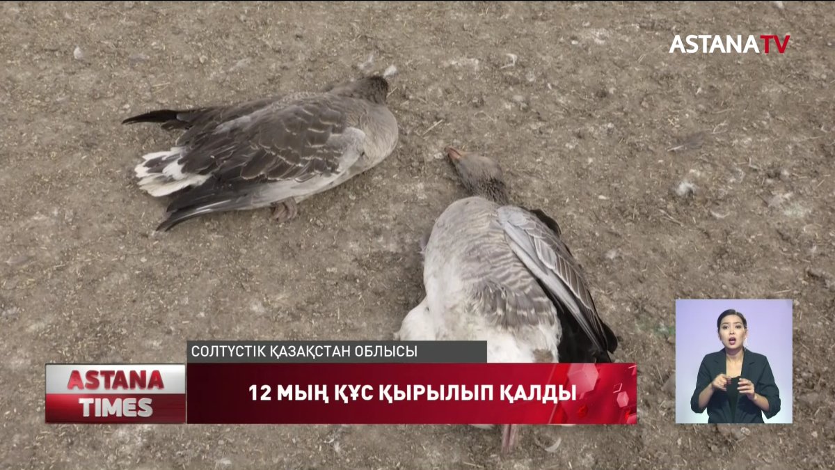 "Ауру белгілері құс тұмауына ұқсас" - Солтүстікте 12 мың құс қырылып қалды
