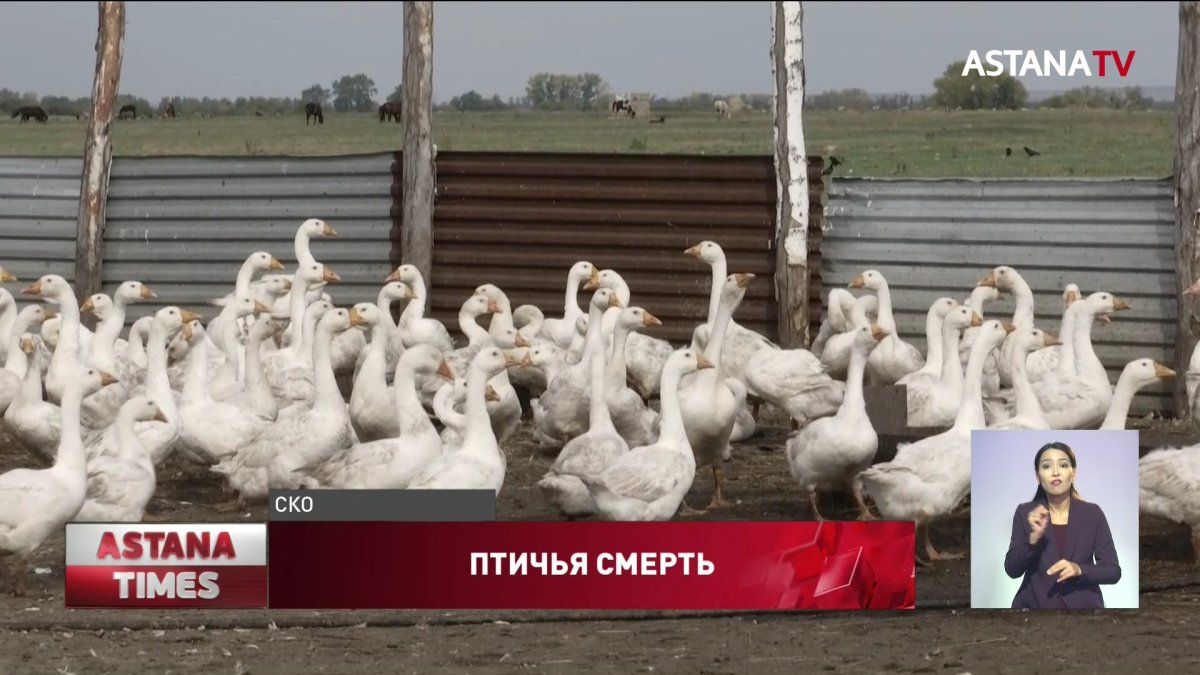 Люди боятся покупать мясо из-за птичьего гриппа