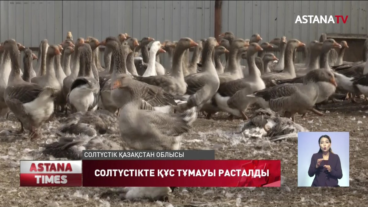 СҚО-да құс тұмауына байланысты бірнеше ауданда карантин жарияланды