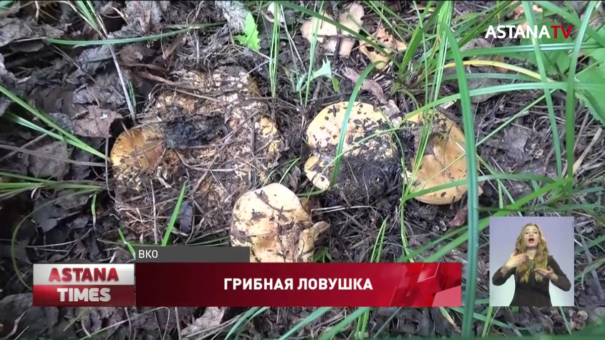 По 10 грибников пропадает каждые выходные в лесах ВКО